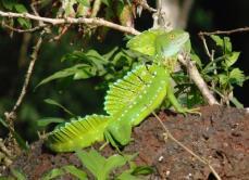 Basiliscus plumifrons