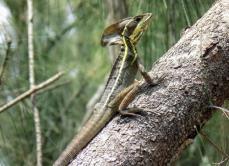 Basiliscus vittatus