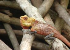 Calotes versicolor