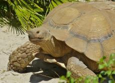 Centrochelys sulcata