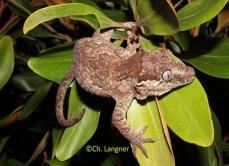 Correlophus auriculatus