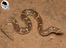 Eryx colubrinus