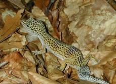 Eublepharis macularius