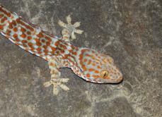 Gekko gecko