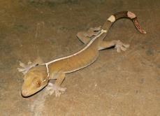 Gekko vittatus