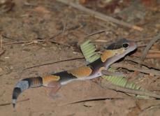 Hemitheconyx caudicinctus