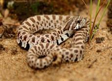 Heterodon nasicus