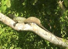 Hydrosaurus amboinensis
