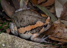 Kaloula pulchra