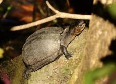 Kinosternon cruentatum