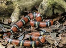Lampropeltis hondurensis