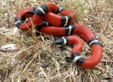 Lampropeltis nelsoni