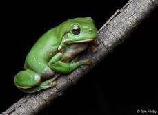 Litoria caerulea: fotografía de referencia del catálogo