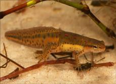 Notophthalmus viridescens