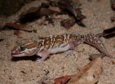 Paroedura picta