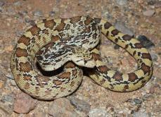 Pituophis catenifer