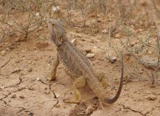 Pogona vitticeps