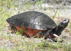 Pseudemys nelsoni