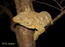 Rhacodactylus leachianus