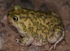 Scaphiopus couchii