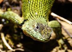 Sceloporus malachiticus