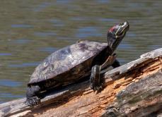 Trachemys scripta scripta