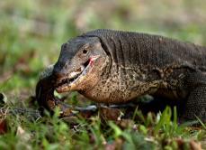 Varanus salvator